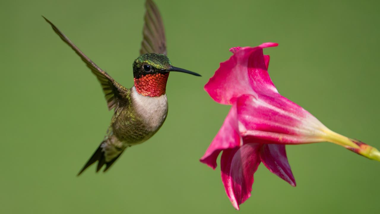 Científicos revelan cómo hacen los colibríes para reconocer a las personas
