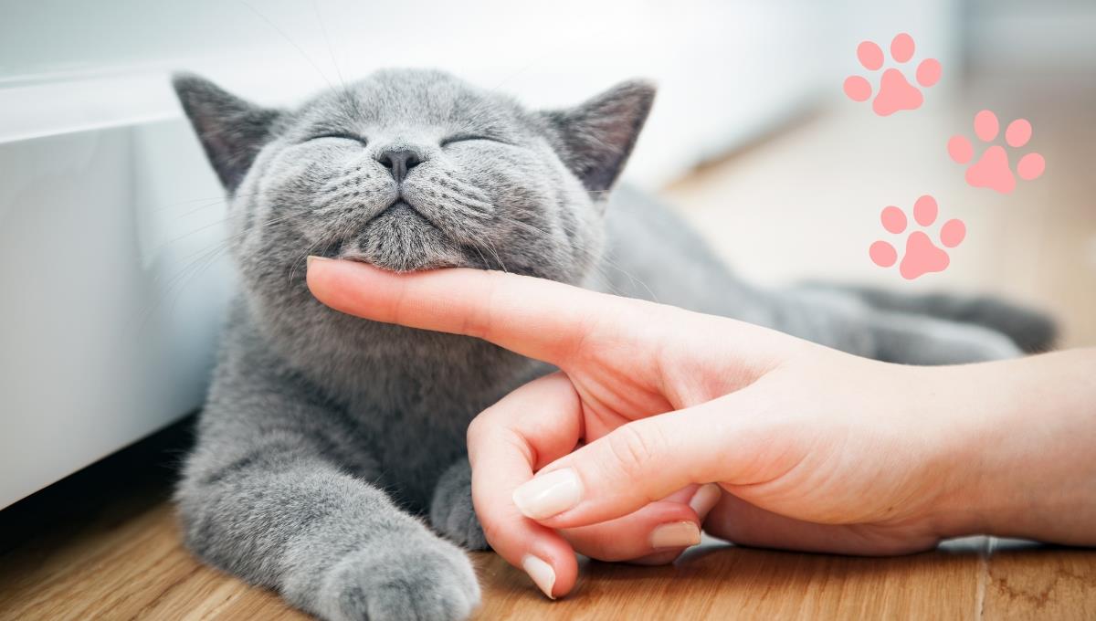 Descubre el truco perfecto para tener la mejor convivencia con tu gato