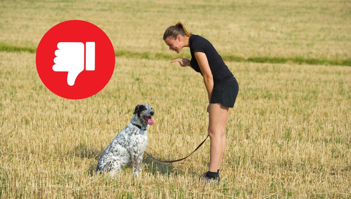 El oscuro motivo por el que tu perro podría empezar a ignorarte