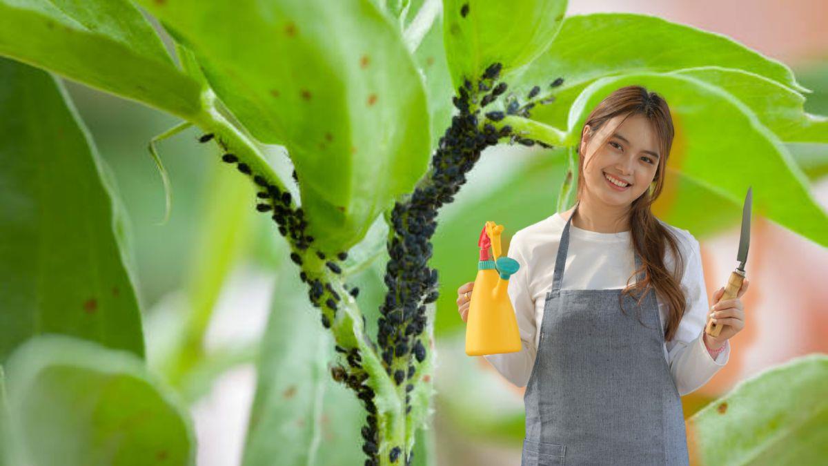 La planta aromática que actúa como repelente natural y salvará tu casa de una plaga de cucarachas